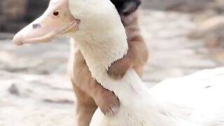 funny-animals beautiful animals