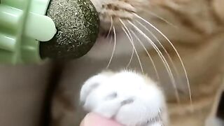 Funny cat