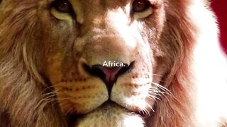 Animals