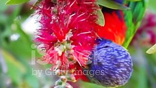 beautifull parrots