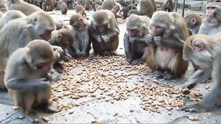 monkey love peanuts || feeding one box peanuts to hungry monkey || feeding monkey