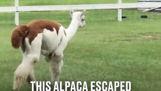 Alpaca chase dog. Funny animals. Animals videos