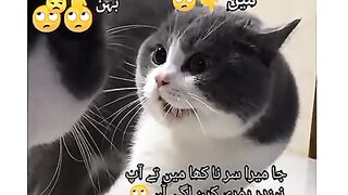 Funny cats status