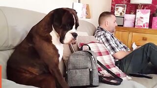 Funny dogs. Guilty looking dogs.  funny animals