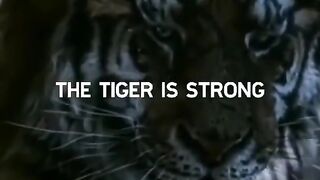 ????Lion Attitude short clip????