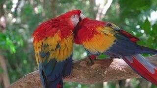 Birds sounds spectacular, forest birds chirping and singing with beautiful nature sounds