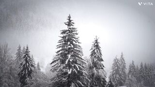 #Snow fall, nature????????#forest