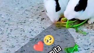 Cute rabbits????