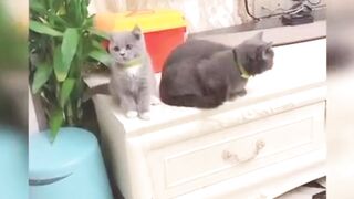 Baby Cats - Cute and Funny Cat Videos Compilation beautifull animals.