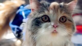 Cats lover