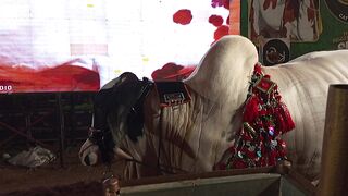 Cattle show || cows