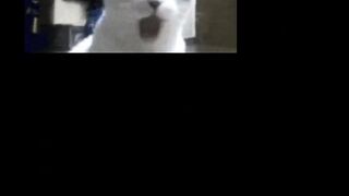 Funny cat (ay mi amor)