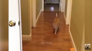 Funny cat