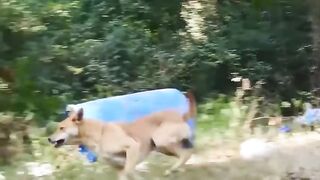 Chaos In India! Angry Monkeys Pulling Together To The Village Kill All Dogs To Avenge For Their Baby