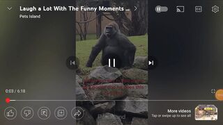 monky and  dog اینڈ  mouse funny vidio