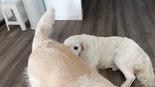 What does a Golden Retriever do when his girlfriend ignores him