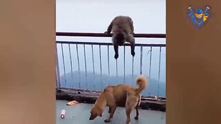 Dog vs Monkey. Funniest moments. When Dog wanna cry