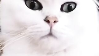 cute caat