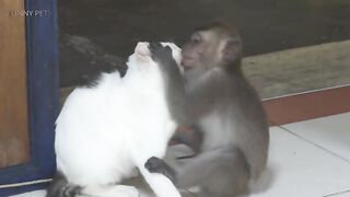 MONKEYS VS CATS (HD) [Funny Pets |cat funny