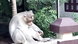 Cat vs. Monkey- Cat Attacked By Monkey In Real Fight - New  2023