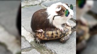 A house is not a home without a Pet