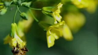 Honey bee|God gift|