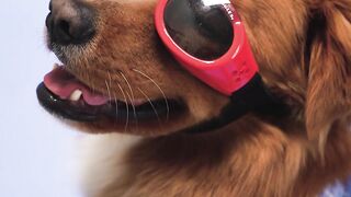 cute puppy