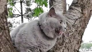 Big body cat