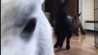 Goat cute pet