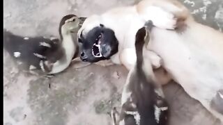 Dog and Duck is best friends The cutes animals
