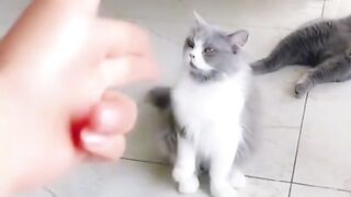Cat fun time