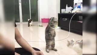 Baby Cats - Cute and Funny Cat Videos Compilation