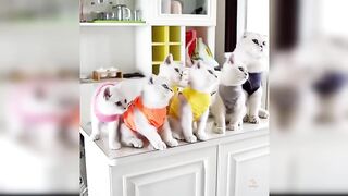 Baby Cats - Cute and Funny Cat Videos Compilation