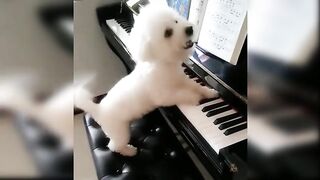 Baby Dogs - Cute and Funny Dog Videos Compilation