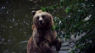 Brown Bear - Wild Animal