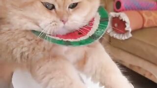 Cats are the best ????