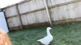 FUNNY 038