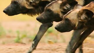 Dog & manky attack