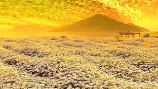 It is a happy and romantic thing to be aired to look at sunflowers, because sunflowers have a good flower language: you are the only one in my eyes!