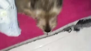 El perrito en la camita ya ????????
