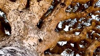Socotra Island جزيرة سقطرى