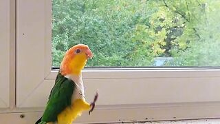 Parrot walk