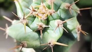 Cactus espiralado