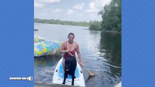FUNNIEST Birds, Cats & Dogs! ???? Best 20 Minutes
