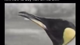 Rescued penguin loves going to the fish market