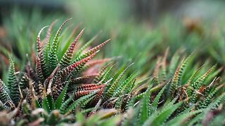 Haworthias
