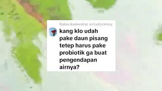 Kalau ada DAUN PISANG dikolam apa masih perlu PROBIOTIK❓