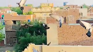 "Flight of the Doves: A Pigeon's Journey" in urdu