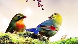 Beautiful Birds and Ducks