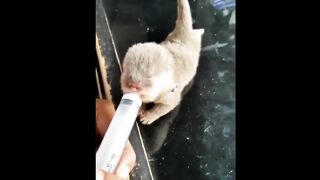 Anak berang-berang jinak dan sangat lucu
